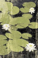 Pond Blossoms Fine Art Print