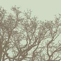 Winter Tree II Framed Print