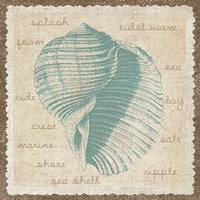 Shell Fine Art Print