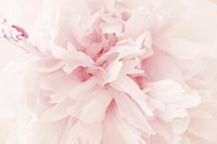 Peony II Fine Art Print