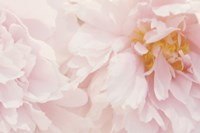 Peony III Fine Art Print
