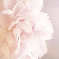Peony V Fine Art Print