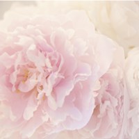 Peony VI Fine Art Print