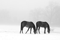 Feeding Pair Fine Art Print