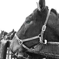 Looking Ahead Fine Art Print