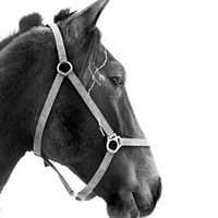 Profile Fine Art Print