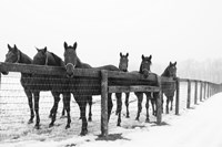 Six Faces Fine Art Print