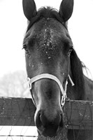 Snowy Close Up Fine Art Print