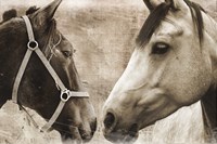 Horse Pair Framed Print