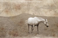 White Horse Vintage Fine Art Print