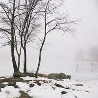 Four Trees by Erin Clark - various sizes