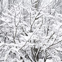 Snow Filled Branches Fine Art Print