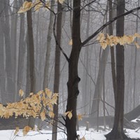 Winter Forest Fine Art Print