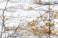 Winter Leaves Fine Art Print