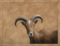 Barbary Ram Fine Art Print