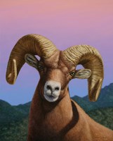 Bighorn Fine Art Print