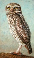 Burrowing Owl Fine Art Print