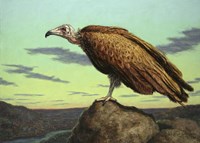 Buzzard Rock Fine Art Print