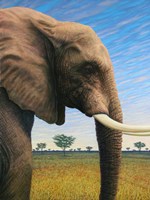 Elephant Fine Art Print