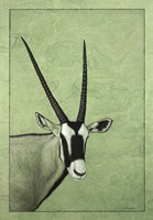 Gemsbok Fine Art Print