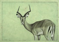 Impala Fine Art Print