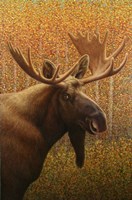 Moose Fine Art Print