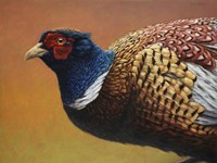 Pheasant Fine Art Print