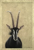 Sable Fine Art Print