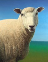 Sheep Fine Art Print