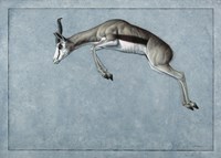 Springbok Fine Art Print