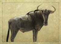 Wildebeest Fine Art Print