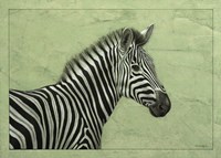 Zebra Fine Art Print