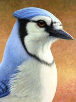 Blue Jay Fine Art Print
