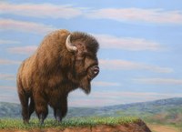 American Bison Fine Art Print