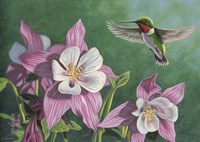 Hummingbird Pink - Columbine Fine Art Print