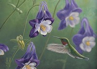 Hummingbird Purple - Columbine Fine Art Print