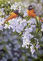Orioles in the Orchard Fine Art Print