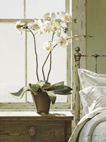 Orchids In The Window Fine Art Print