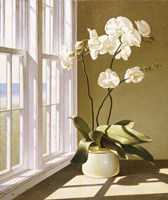 Pot Of Orchids Fine Art Print