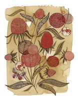 Coneflower Fine Art Print