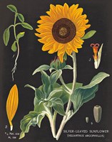 Sunflower Chart Fine Art Print