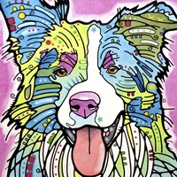 Colly Fine Art Print