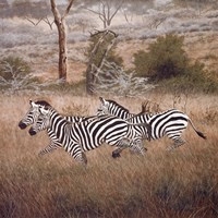 Zebra Fine Art Print