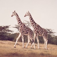 Stride For Stride Fine Art Print