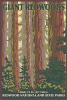 Giant Redwoods Fine Art Print