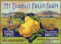 Mt. Diablo Fruit Farm Bartletts Fine Art Print
