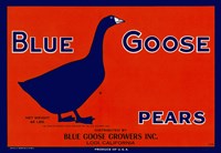 Blue Goose Pears Fine Art Print
