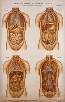 American Frohse Anatomical Wallcharts, Plate 2 Fine Art Print