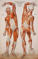 American Frohse Anatomical Wallcharts, Plate 2 Fine Art Print