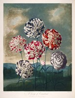 A Group of Carnations Fine Art Print